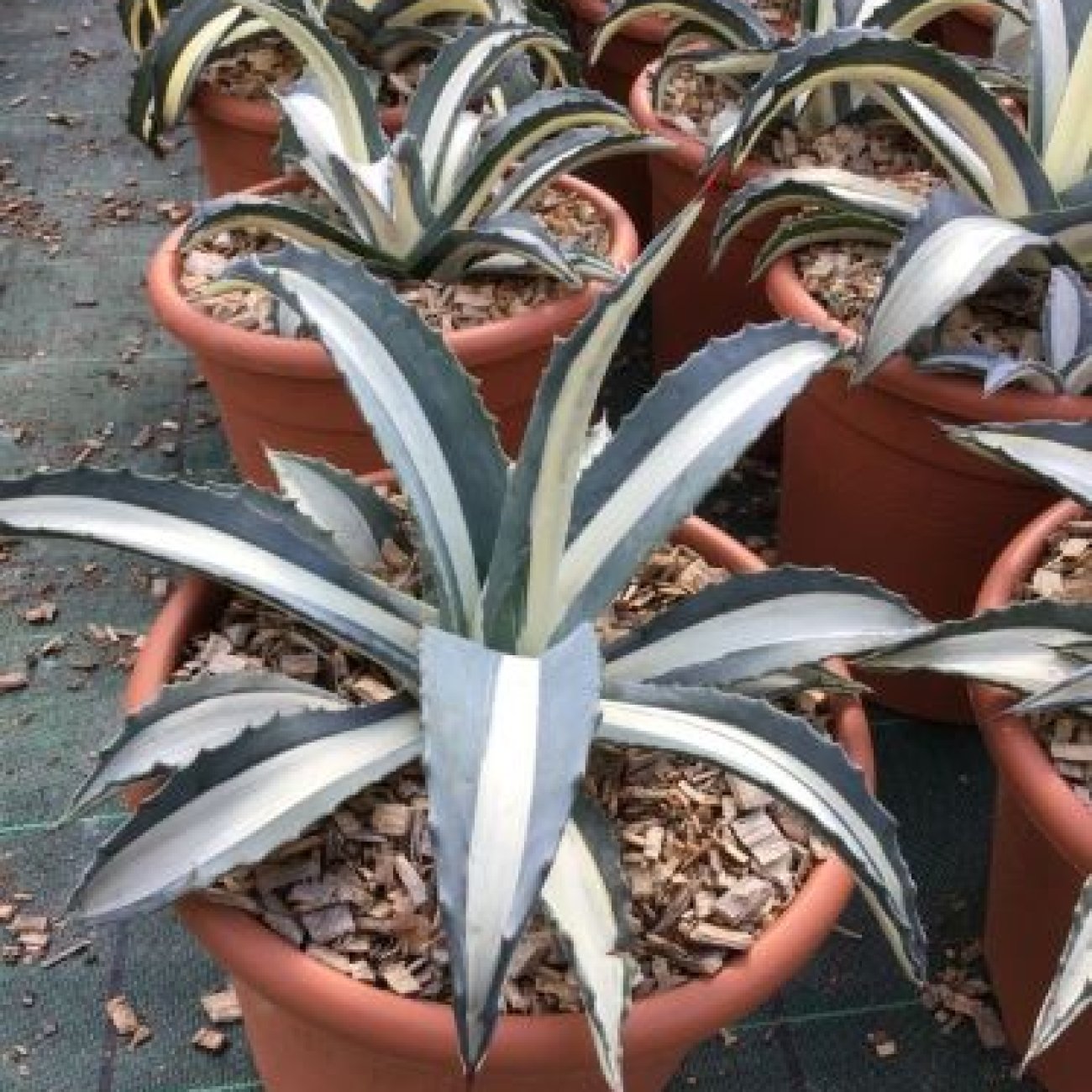 Obrázok Agáva americká (Agave americana) ´MEDIOPICTA ALBA´ - výška 10-15 cm, Ø 20-30 cm, kont. C6L (-10°C)